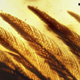 Las plumas han permanecido intactas durante casi 100 millones de años. (Imagen: L. Xing et al., 2016)